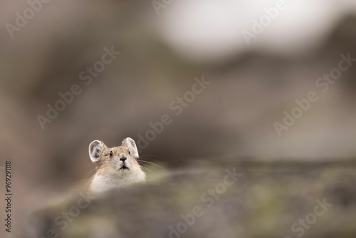 Curious pika peeking over a rock in its natural habitat #969291118