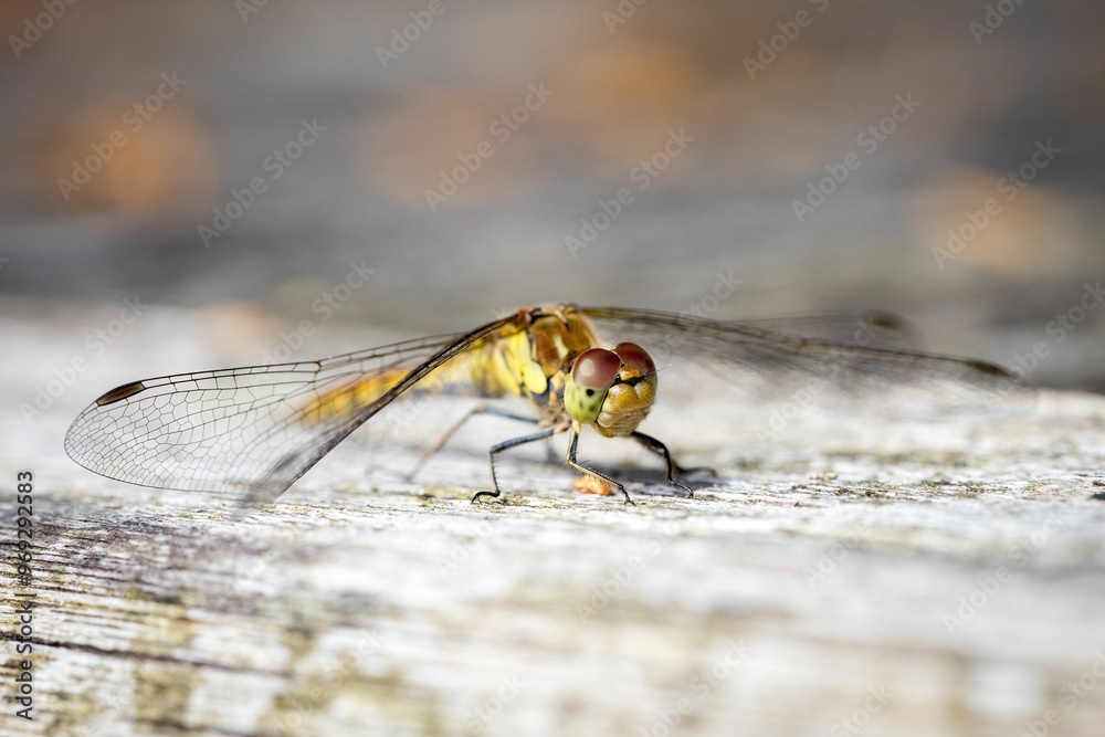 Close-up of a dragonfly perched on a wooden surface. Close-up of a dragonfly perched on a wooden surface.