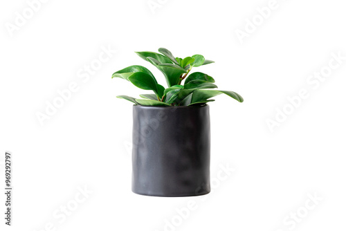 peperomia raindrop house plant green in black pot isolated on white background with clipping path.