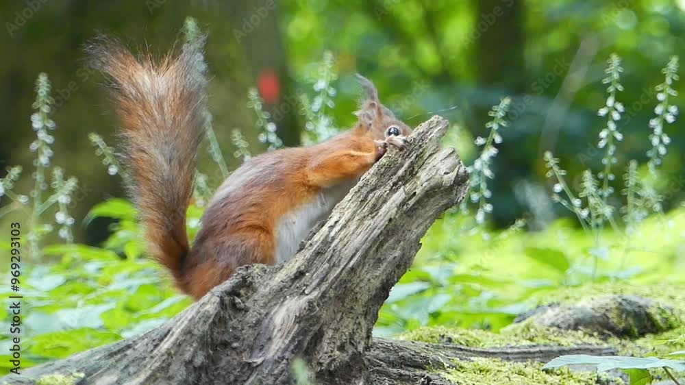 Squirrel eating from an old log in the forest with blurred greenery background Squirrel eating from an old log in the forest with blurred greenery background