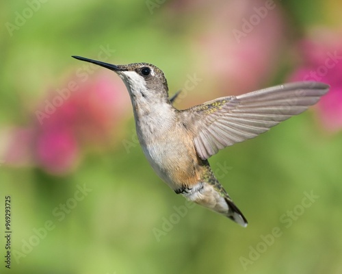 Ruby-Throated Hummingbird. Dover, Tennessee photo