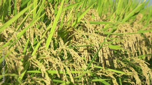 Rice Fields in Higashihiroshima City, Hiroshima Prefecture, Japan. Japanese Rice is ripening all over the fields in Hiroshima Prefecture, Japan.