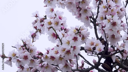 February bitter almond (Amygdalus communis) blossom, new pink flowers strewn the tree. Symbol of virginity, purity and divinity art photo