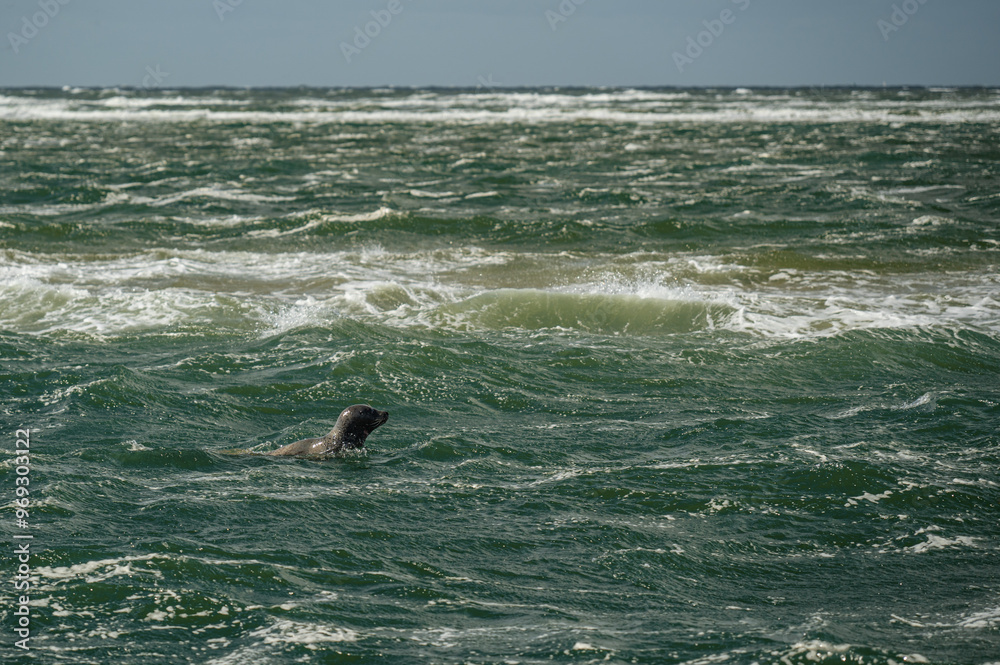 Fototapeta premium Seal just pops its head out of the water in the North sea near the Island Terschelling, Netherlands