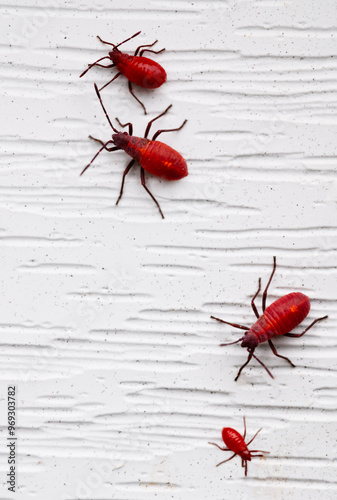 Close up of a group of red boxelder bug nymphs 	