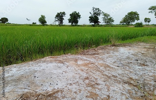 Salt soil in rice fields
