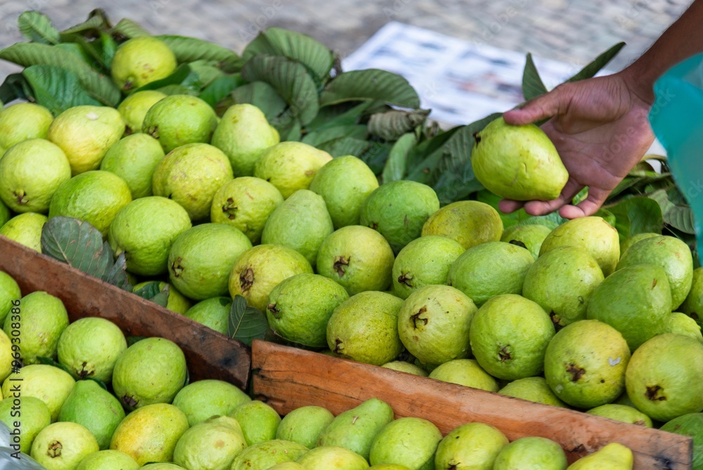 Hand selecting fresh green guavas at a market stall Hand selecting fresh green guavas at a market stall