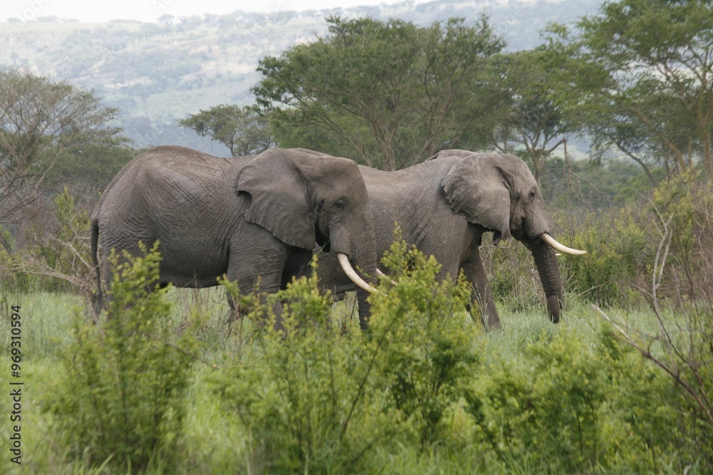 Fototapeta premium African elephants in lush vegetation with mountain backdrop