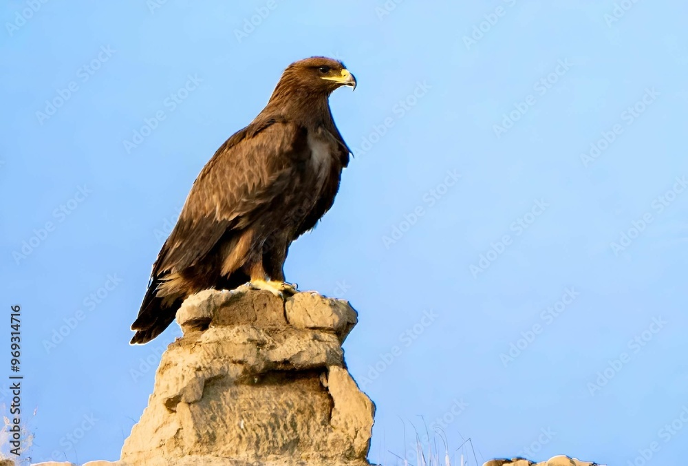 Fototapeta premium A majestic eagle perched on a rocky outcrop