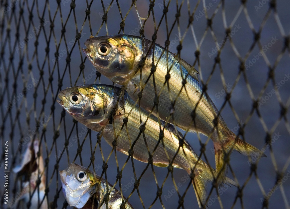 Fototapeta premium Struggling Fish Trapped in a Fisherman's Net: A Symbol of the Fight for Survival