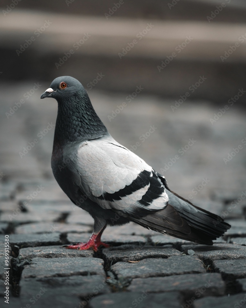 Close-up of a pigeon standing on cobblestone pavement with blurred background in Porto, Portugal Close-up of a pigeon standing on cobblestone pavement with blurred background in Porto, Portugal