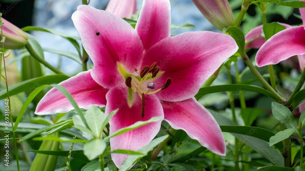 Vibrant pink lily flower in full bloom Vibrant pink lily flower in full bloom