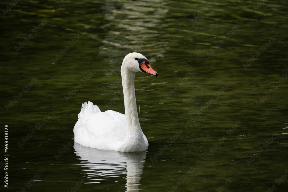 White swan gliding on calm water. White swan gliding on calm water.