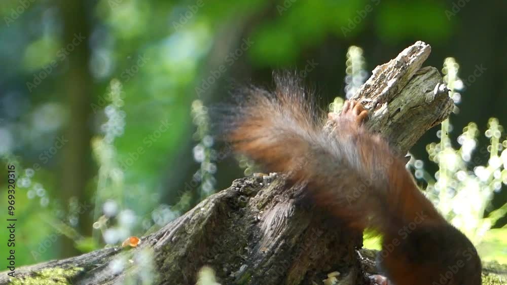 Squirrel eating on broken trunk in the forest on a sunny day, against blur green background Squirrel eating on broken trunk in the forest on a sunny day, against blur green background