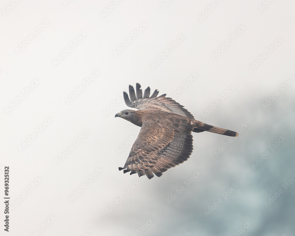Fototapeta premium Honey Buzzard in flight, photographed at Bharatpur, Rajasthan