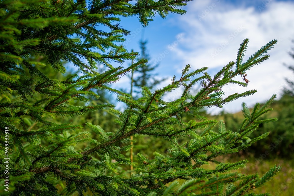 Close-up of green pine tree branches with a blue sky background in a forest setting.