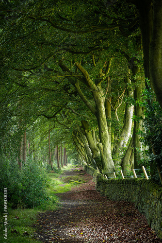 Arching beech trees and a woodland path at Upper Moor in the Derbyshire Dales. photo