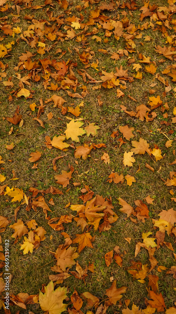 Fallen leaves covering a green grass lawn in autumn in Royal garden Prague. Vertical mobile photo Fallen leaves covering a green grass lawn in autumn in Royal garden Prague. Vertical mobile photo