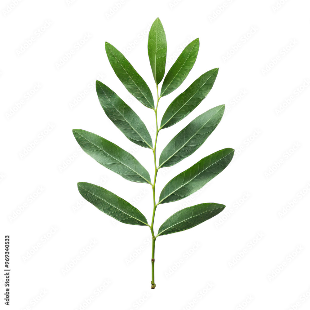 Fototapeta premium Acacia leaf on transparent background.