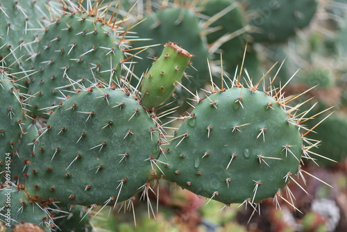 kaktus opuntia ogrodowa zimozielona kolczasta photo