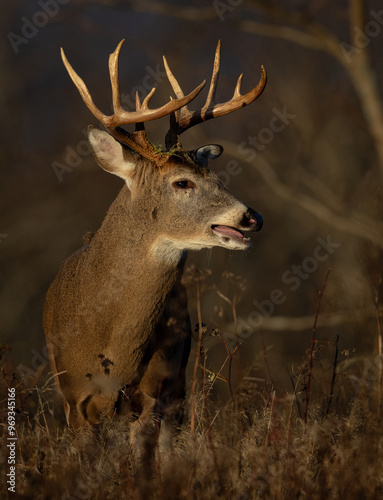 фотографія White-tailed deer buck during the rut