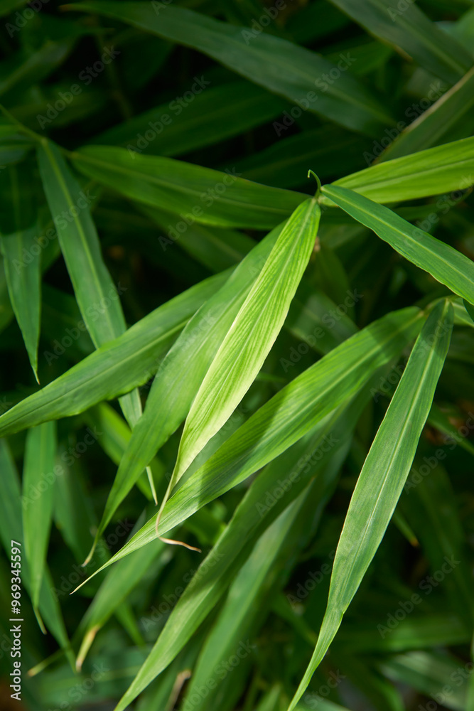 close-up of ginger plants leaves in full frame garden background, organic herbal medicinal spice cultivation taken in selective focus close-up of ginger plants leaves in full frame garden background, organic herbal medicinal spice cultivation taken in selective focus