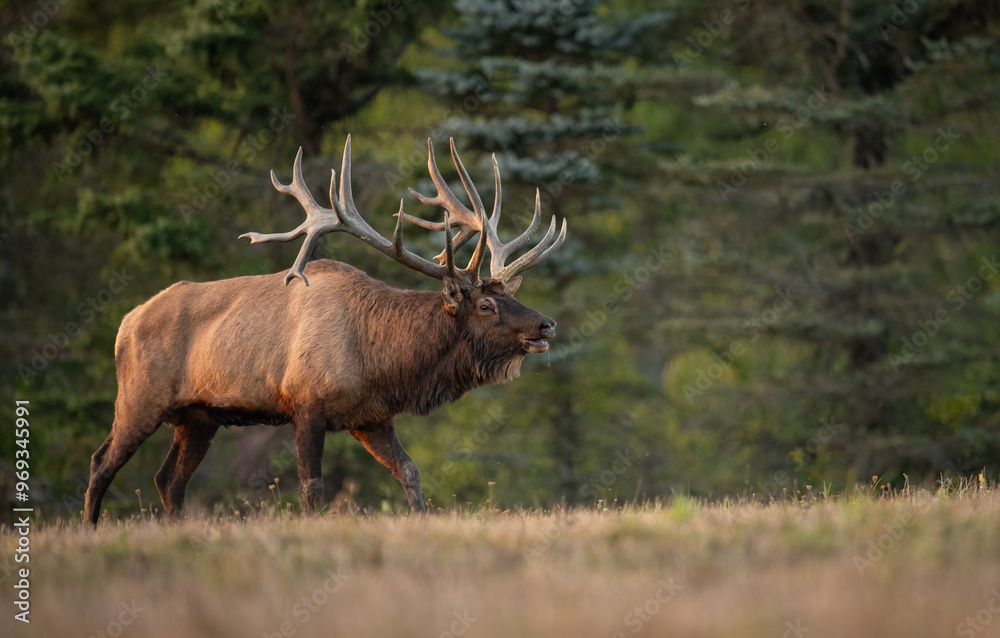 Bull elk during the rut Bull elk during the rut