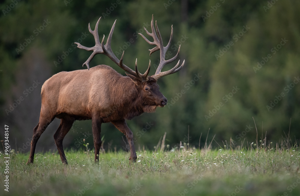 Bull elk during the rut Bull elk during the rut