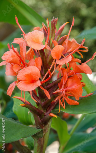 gingembre rouge, hedychium rubrum photo