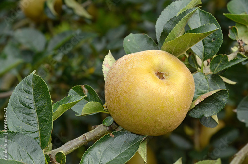 Fototapeta Naklejka Na Ścianę i Meble -  pomme, malus pumila, variété Reinette du Canada