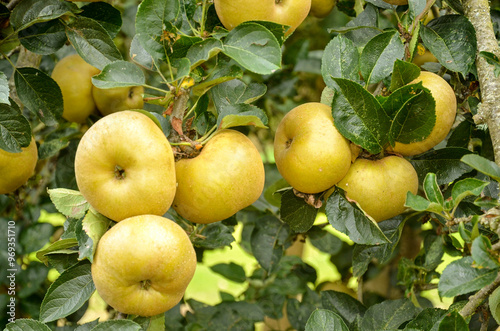 Fototapeta Naklejka Na Ścianę i Meble -  pomme, malus pumila, variété Reinette du Canada