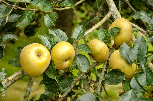 Fototapeta Naklejka Na Ścianę i Meble -  pomme, malus pumila, variété Reinette du Canada