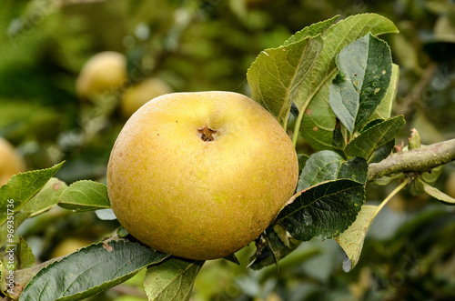 Fototapeta Naklejka Na Ścianę i Meble -  pomme, malus pumila, variété Reinette du Canada