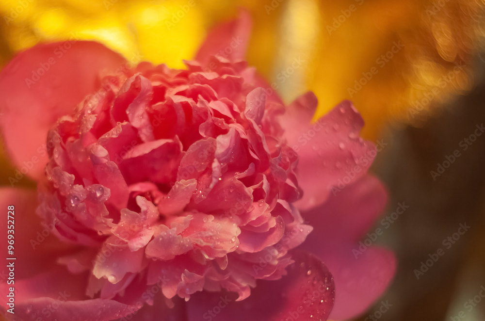 Water Drops on a Peony Blossom Water Drops on a Peony Blossom