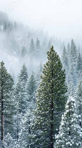 Snow-Draped Pine Forest with Morning Mist photo