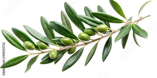 branch of a olive tree with leaves isolated on white 