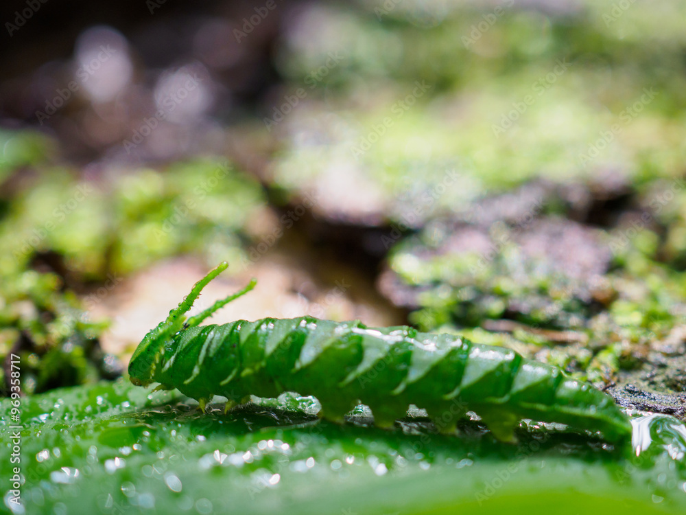 Fototapeta premium Dragon-headed caterpillar before becoming a butterfly