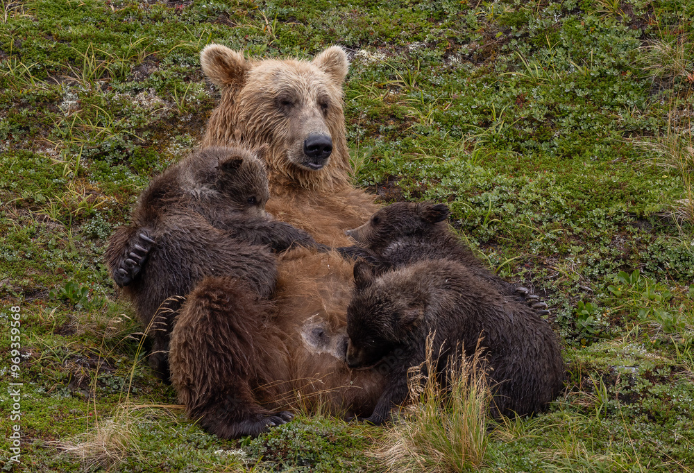 Fototapeta premium Grizzly bear with 3 cubs in Alaska