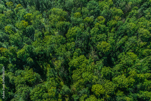 Foto Draufsicht auf einen dichten Laubwald von oben