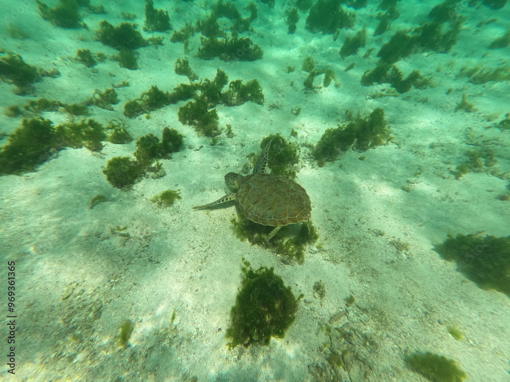 Obraz premium Tortue Petite Terre Guadeloupe