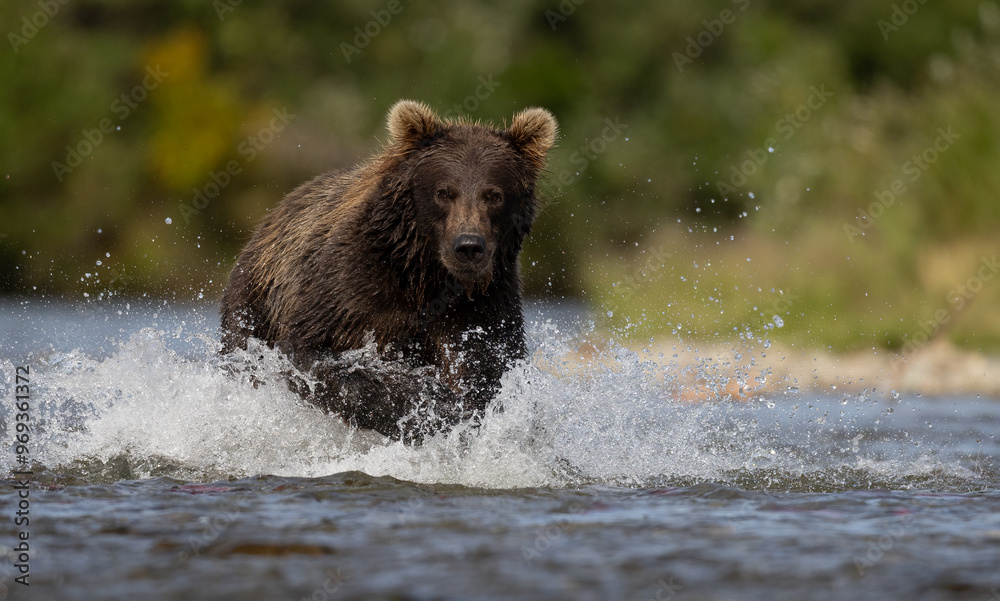 Brown Bear Fishing for Salmon in Katmai, Alaksa
Brown Bear Fishing for Salmon in Katmai, Alaksa