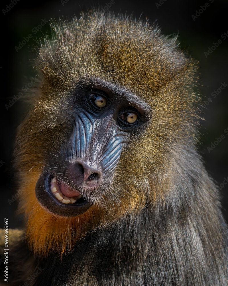 Close-up portrait of a mandrill with vibrant facial colors, set against a dark background