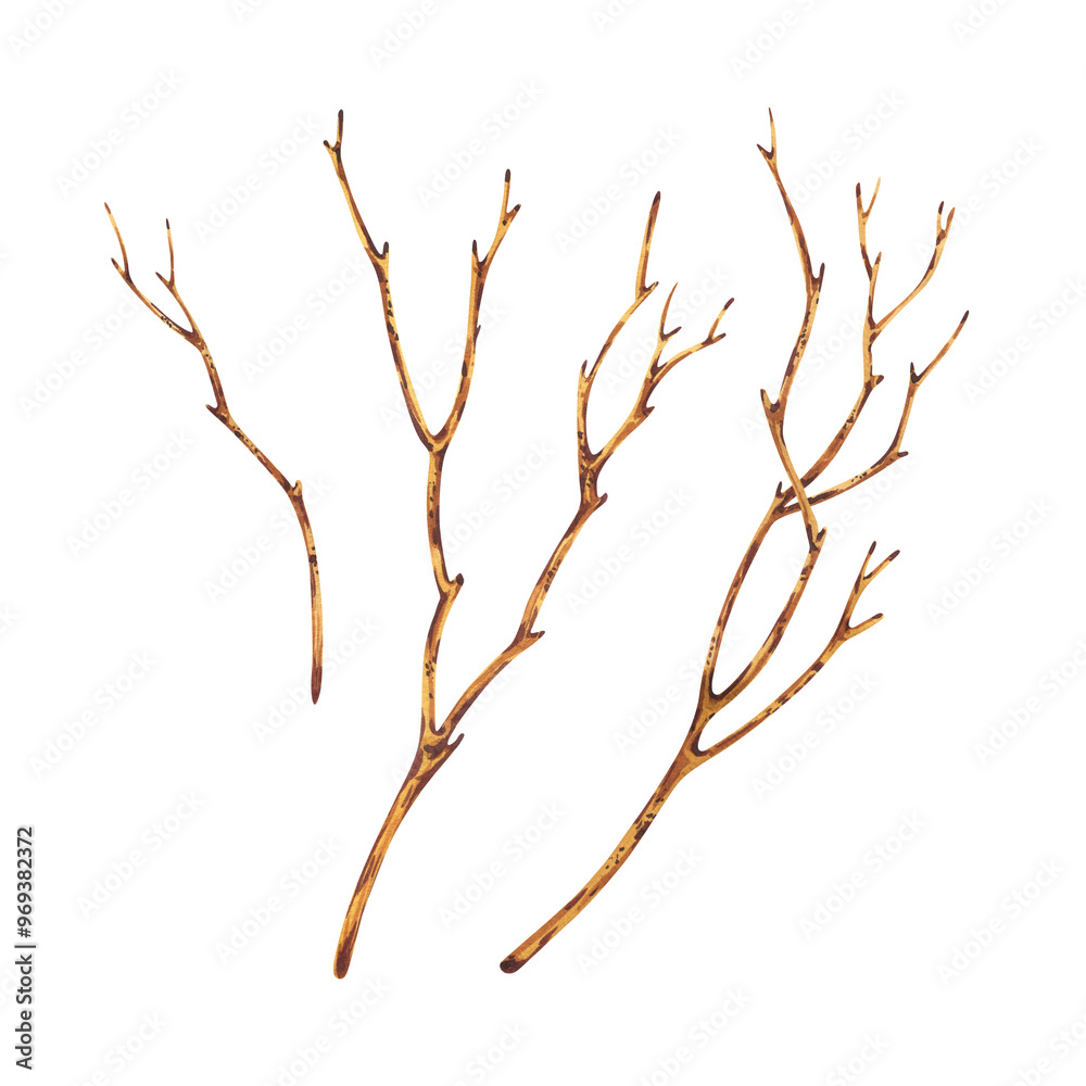 Brown dry tree branches without leaves. Watercolor illustration hand drawn in botanical style. Set of separate objects elements isolated from background Brown dry tree branches without leaves. Watercolor illustration hand drawn in botanical style. Set of separate objects elements isolated from background