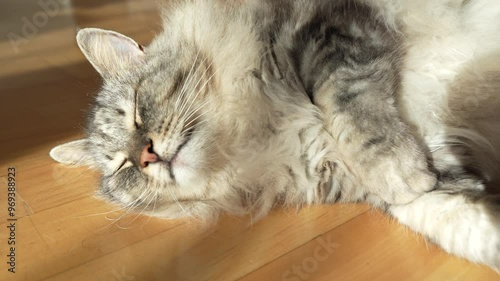 fluffy domestic cat lazily lies on parquet floor in room, in sun rays