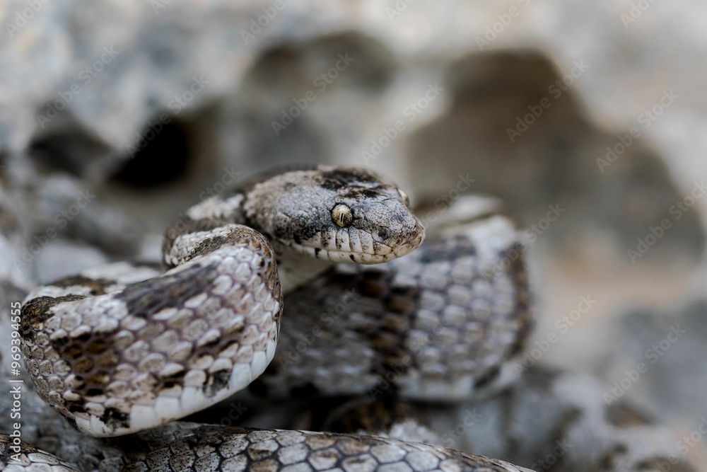 A detail shot of European Cat snake (Telescopus fallax) or Soosan Snake, on the island of Malta.