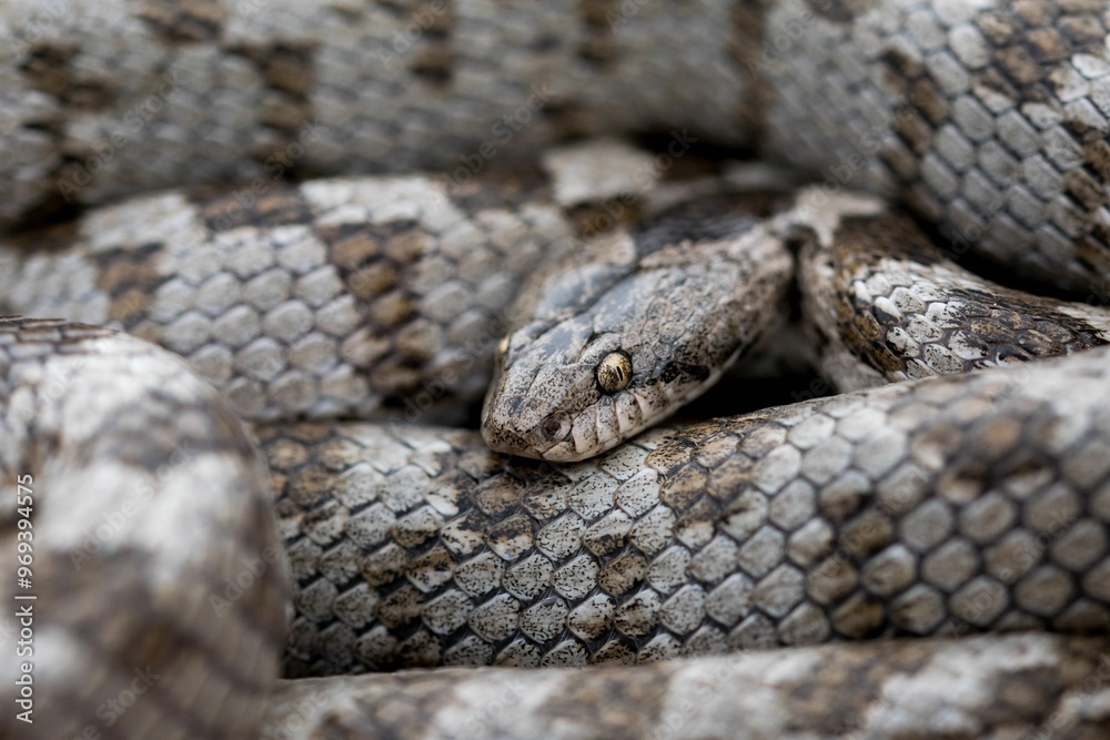 A detail shot of European Cat snake (Telescopus fallax) or Soosan Snake, on the island of Malta. A detail shot of European Cat snake (Telescopus fallax) or Soosan Snake, on the island of Malta.