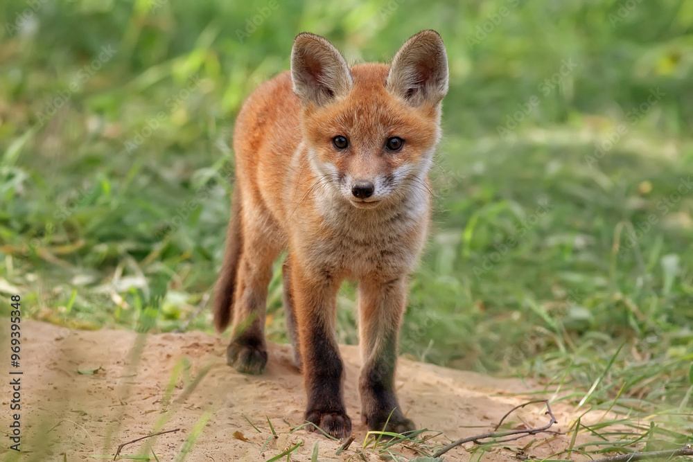 Young fox in a clearing in the wild
Young fox in a clearing in the wild