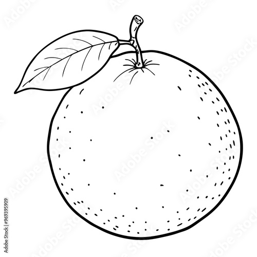 citrus hand draw outline coloring book page line art drawing