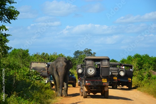 Safari en jeep avec éléphant en liberté dans la savane