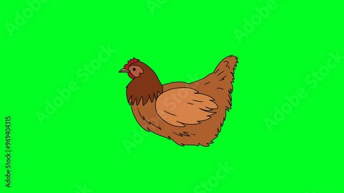 2D animated chicken character eating seeds, sits on ground in green screen. 4K resolution.
